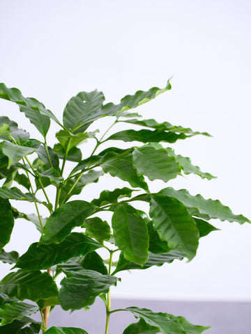 コーヒーの木 M