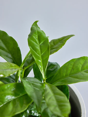 【SOW 体験ギフト】コーヒーギフトセット（コーヒーの木 Table-M）