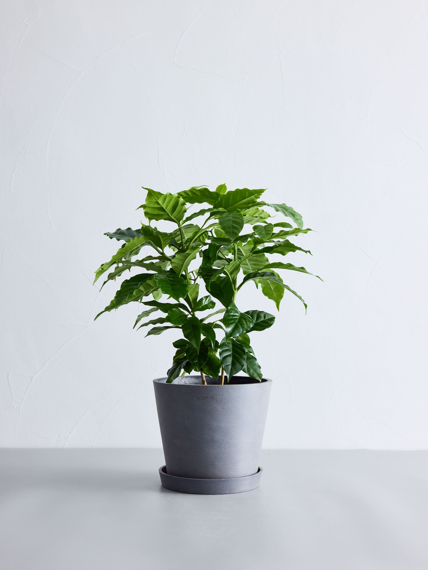 コーヒーの木 4号6号