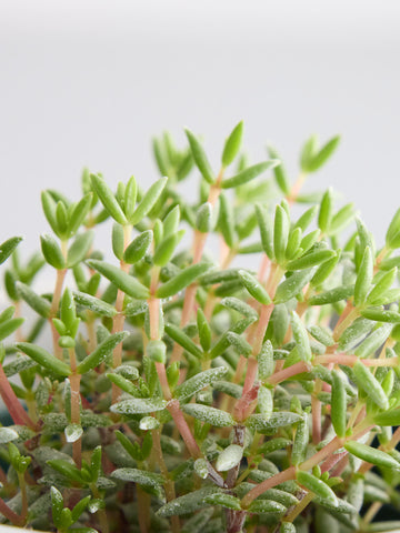 クラッスラ・パンクチュラータ Table-S