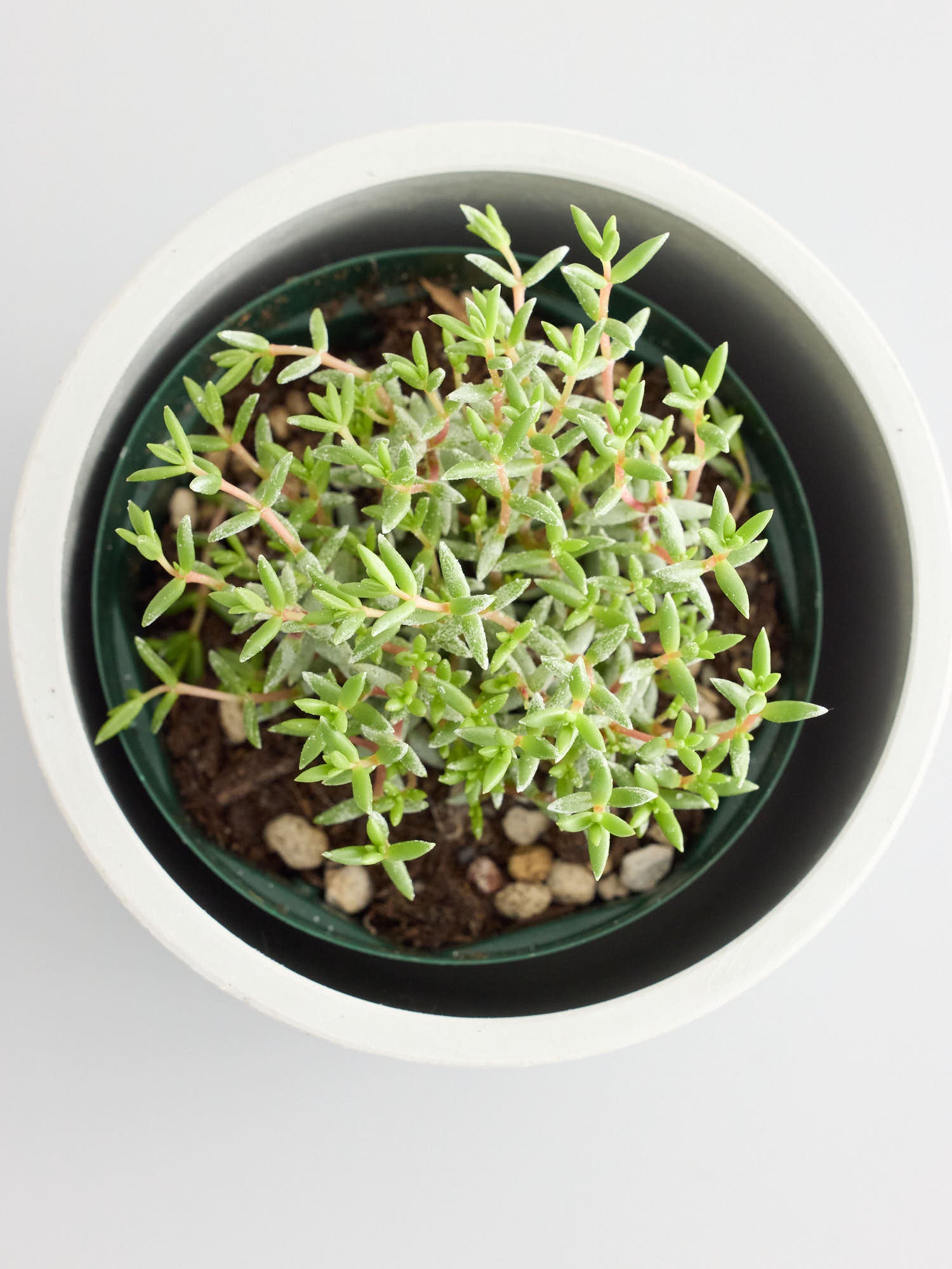 クラッスラ・パンクチュラータ Table-S