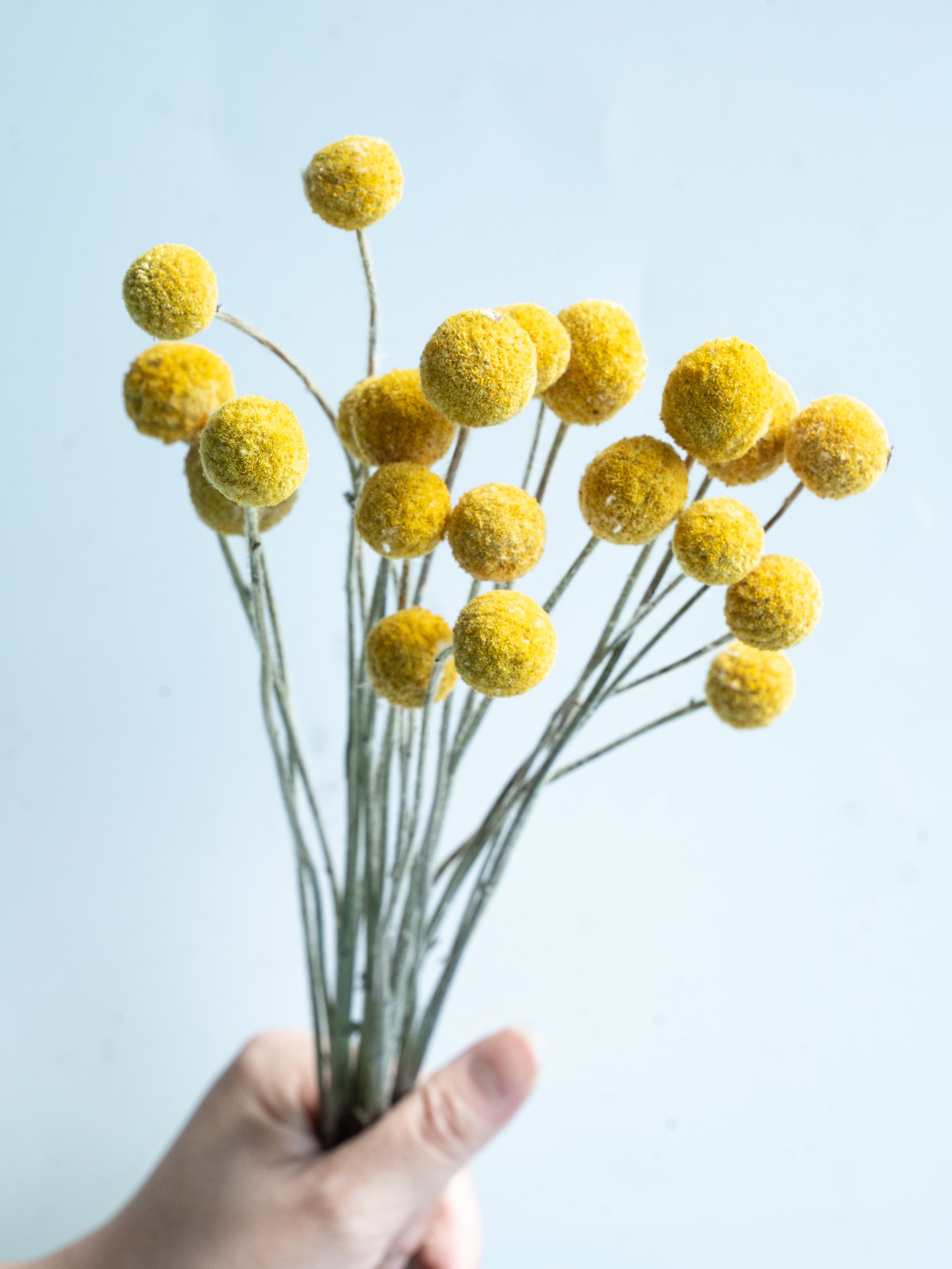 自宅で楽しむ花 - クラスぺディア ドライ 20本 -