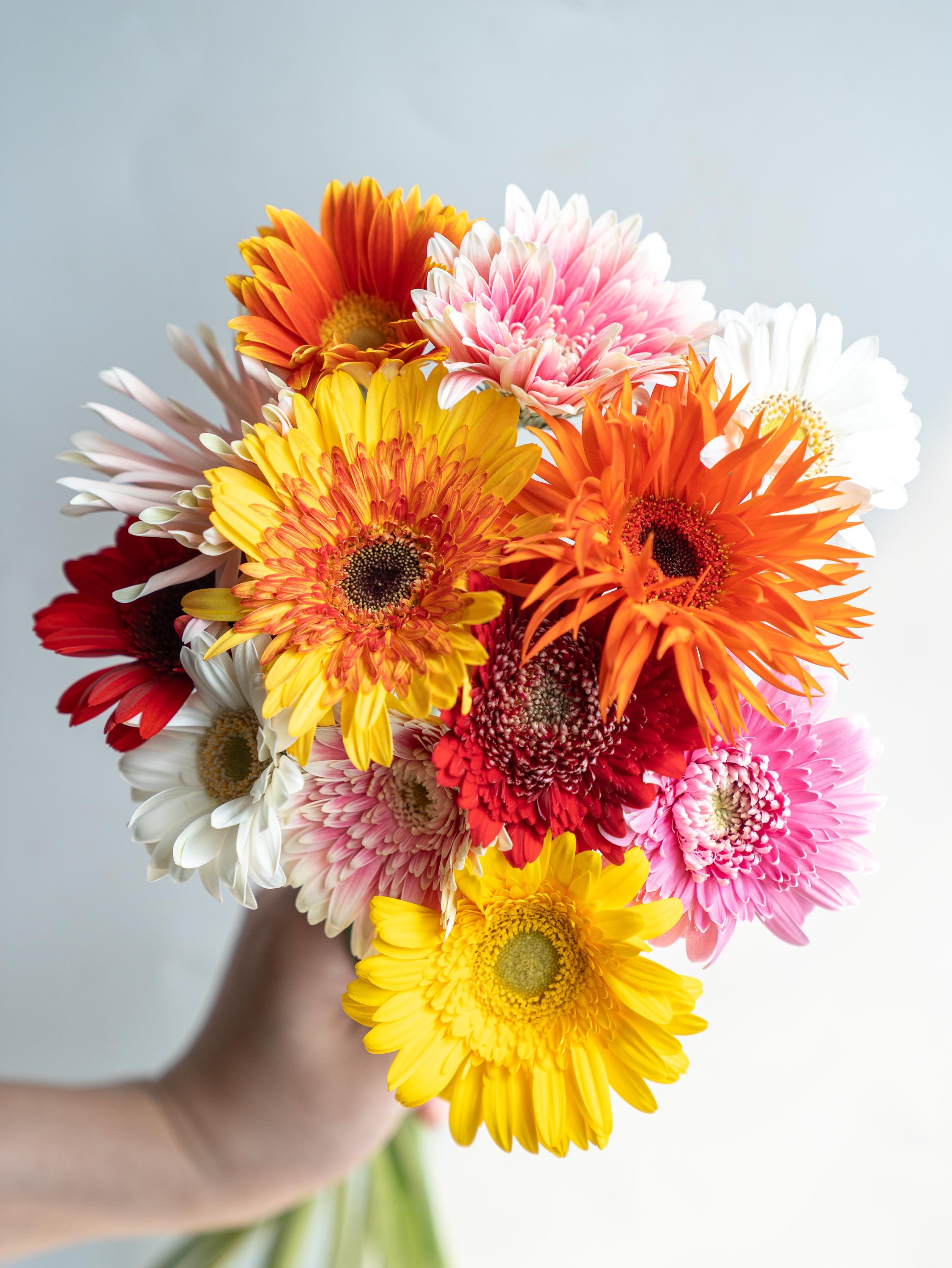 ガーベラ ミックス 12本