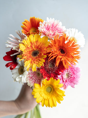 ガーベラ ミックス 12本