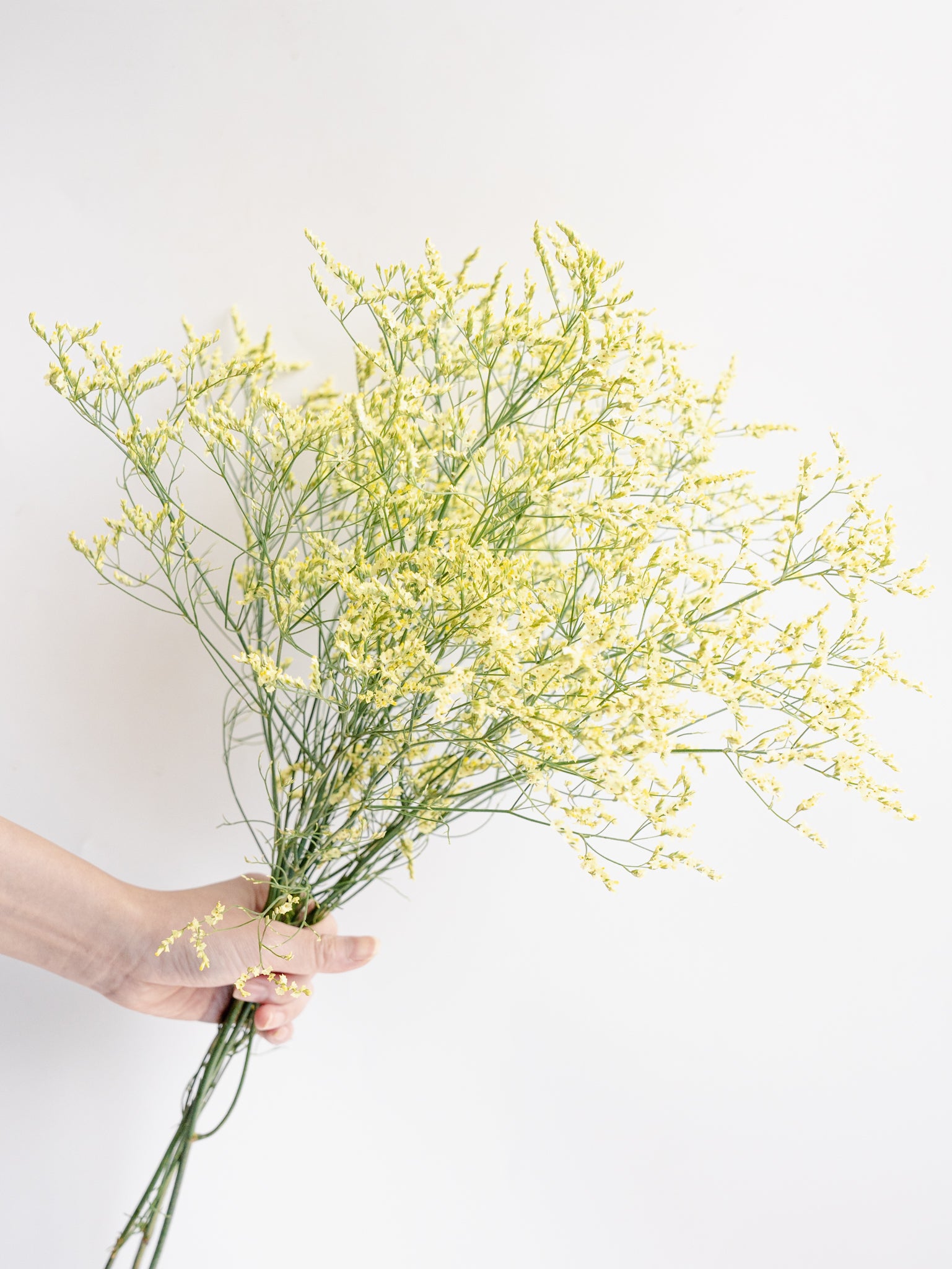 自宅で楽しむ花 - リモニューム  3本分 -