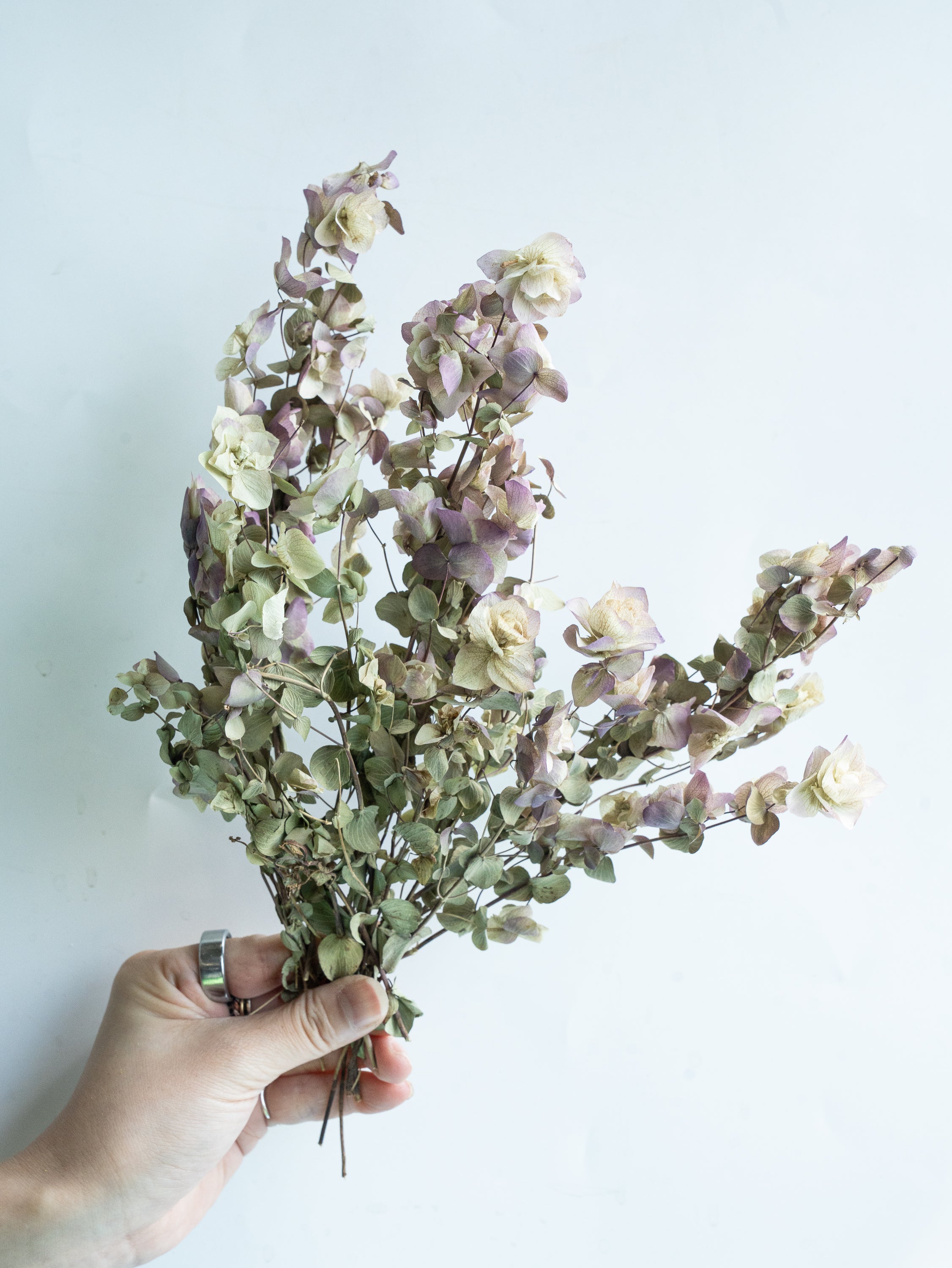 自宅で楽しむ花 - オレガノ ケントビューティー ドライ 1束 -