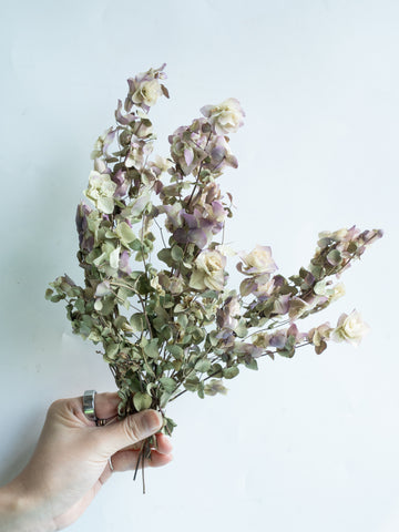 自宅で楽しむ花 - オレガノ ケントビューティー ドライ 1束 -