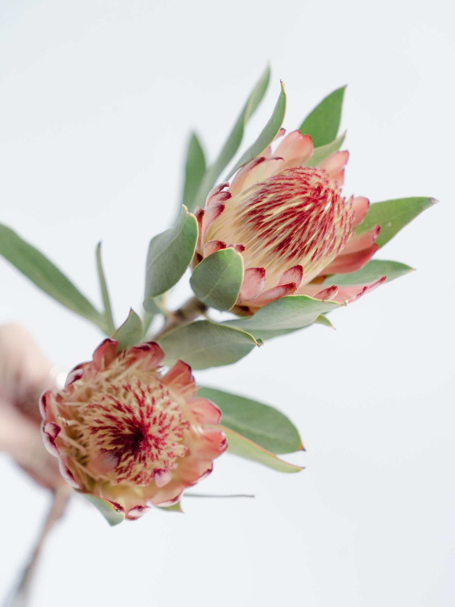 自宅で楽しむ花 - プロテア ロビン  2本分 -