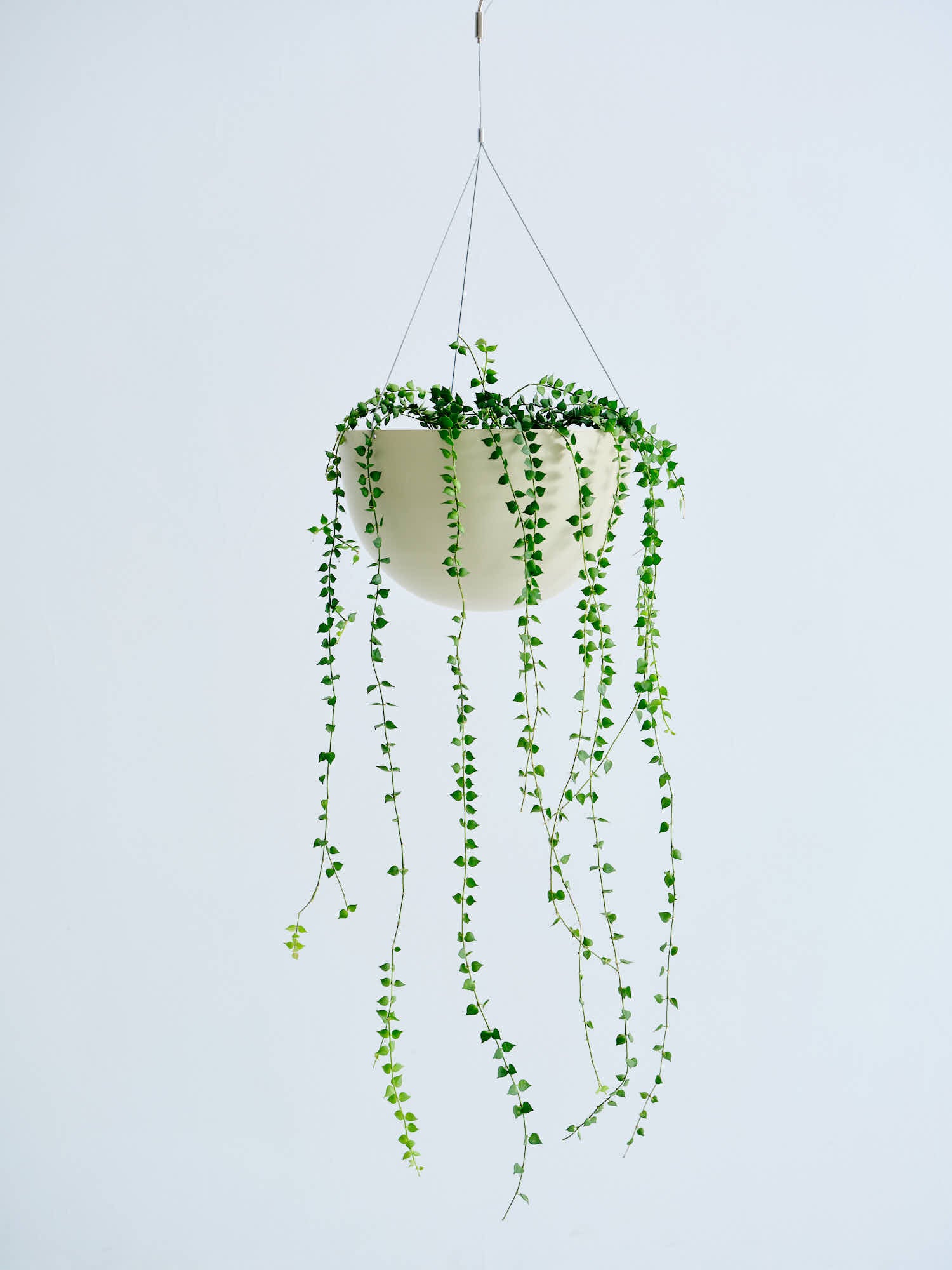 ディスキディア・ルスキフォリア 緑 -ハンギング-