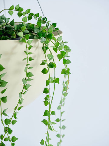 ディスキディア・ルスキフォリア 緑 -ハンギング-