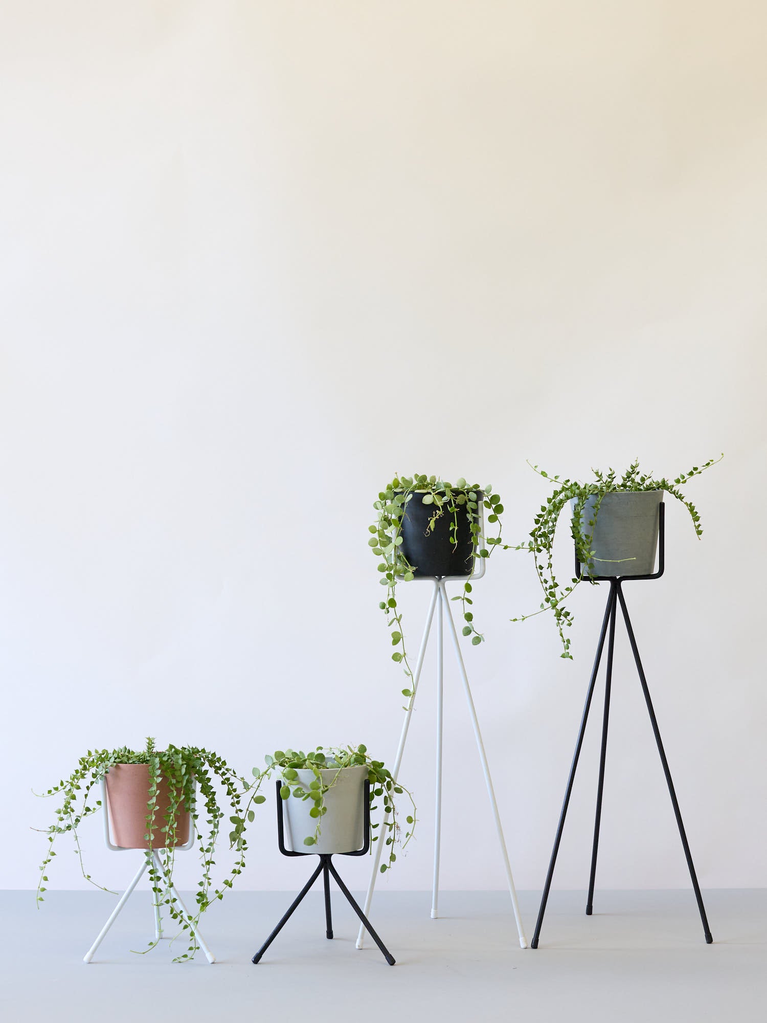 ディスキディア・ルスキフォリア4号