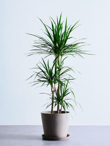 ドラセナ・コンシンネ 10号