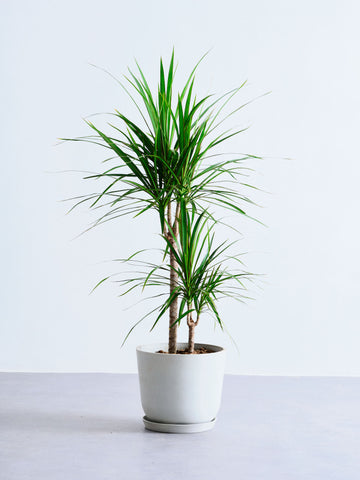 ドラセナ・コンシンネ