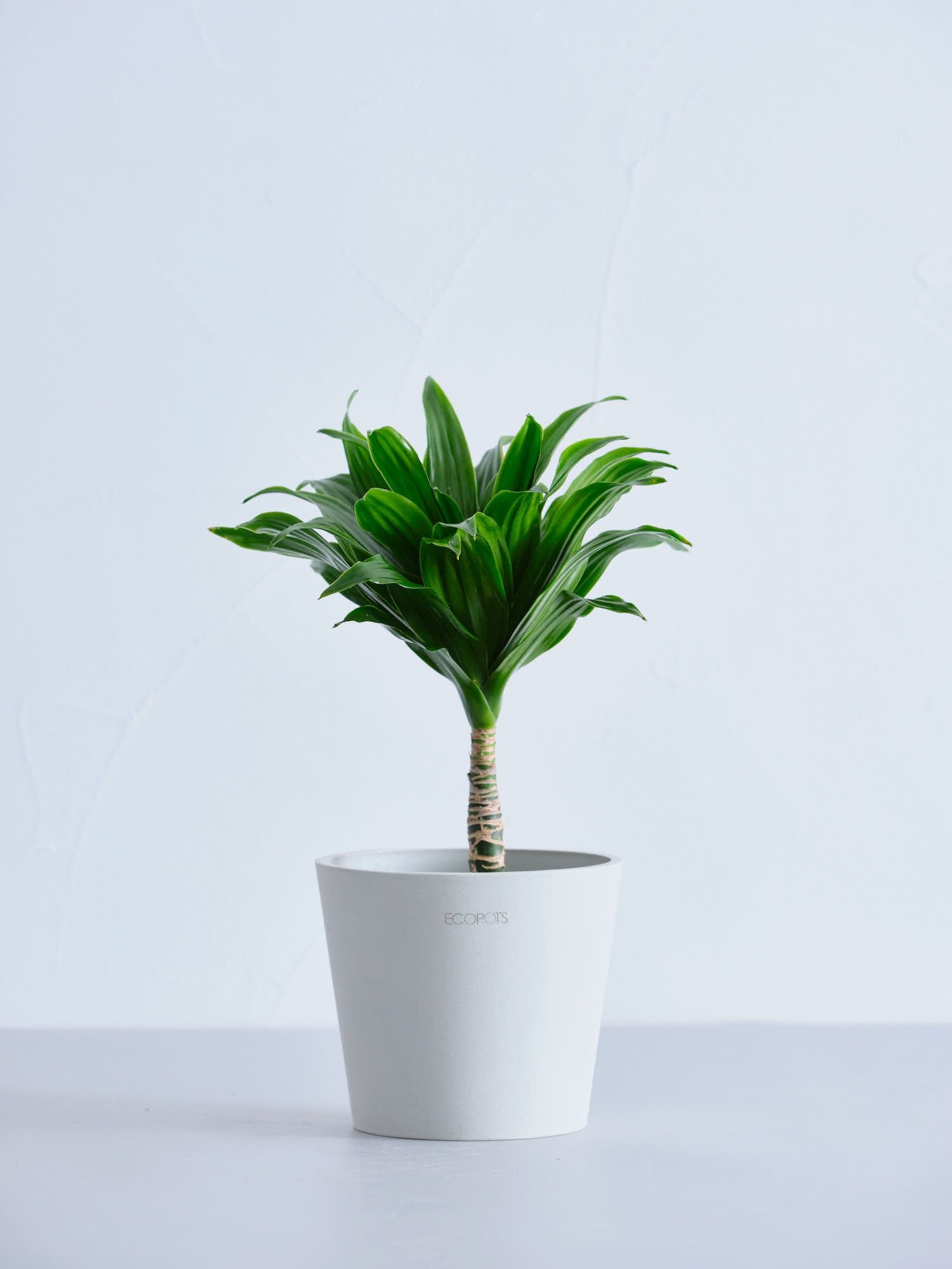 アンスリウム4号