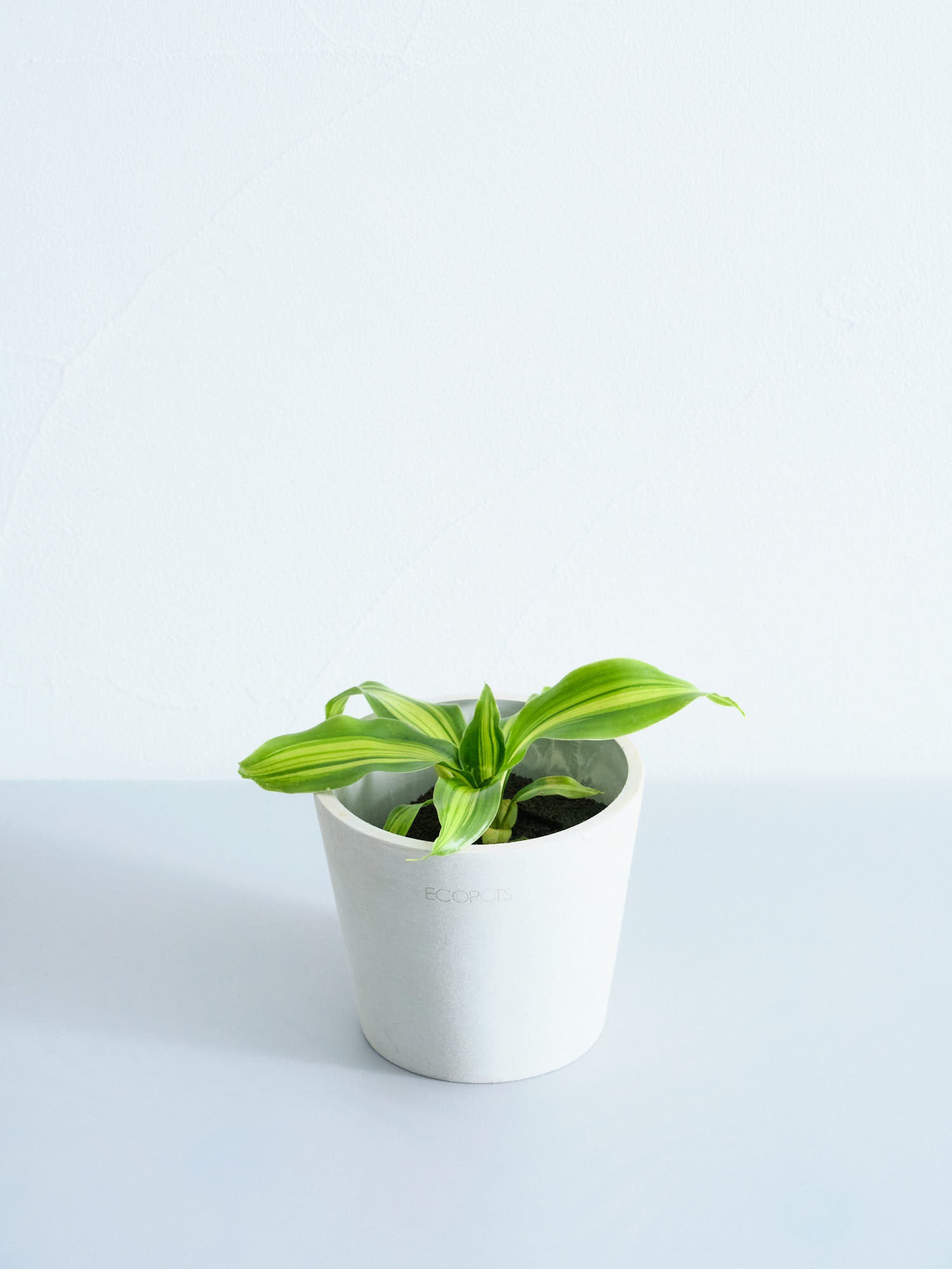 【クリアプランツ】ドラセナ・ゴールドコード Table-S