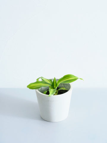 【クリアプランツ】ドラセナ・ゴールドコード Table-S