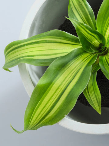 【クリアプランツ】ドラセナ・ゴールドコード Table-S