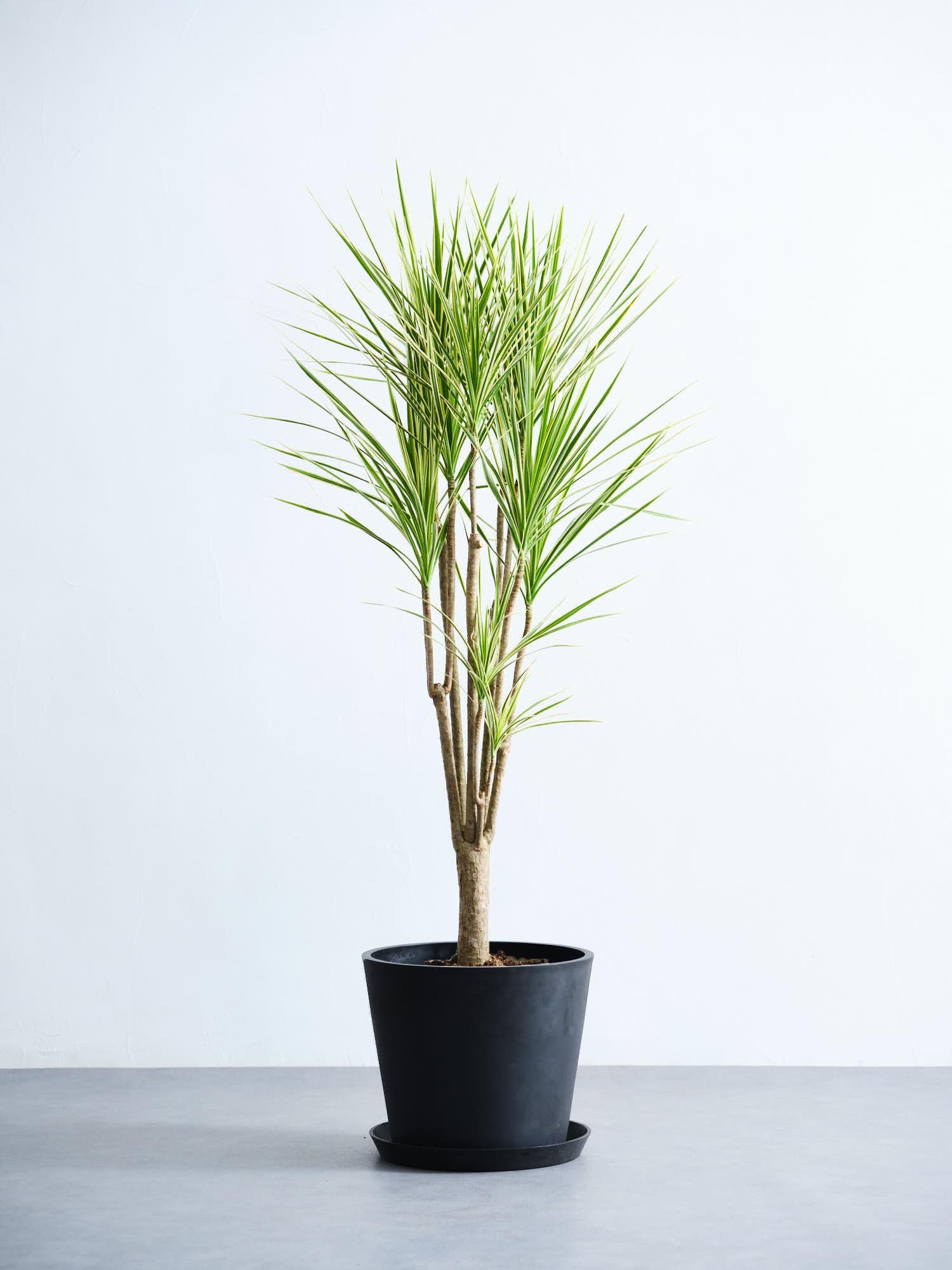 ドラセナ・コンシンネ・ホワイボリー10号