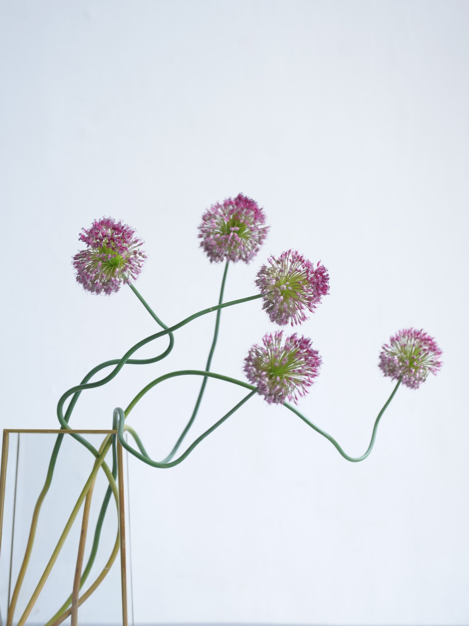 ドライ花材 アリアム タンチョウ