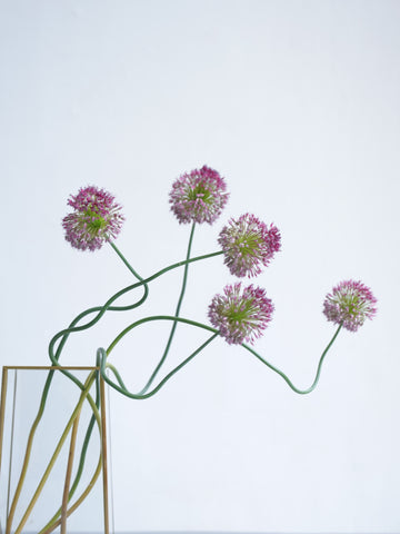 ドライ花材 アリアム タンチョウ