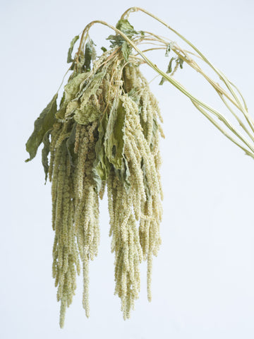 ドライ花材 アマランサス  コーダタスグリーン