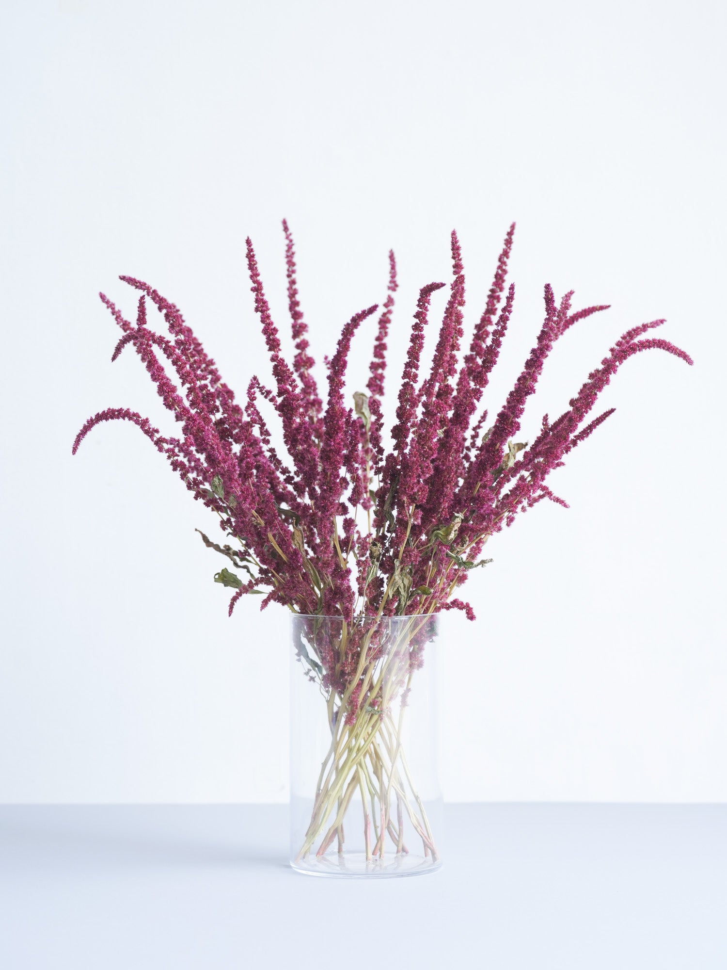 ドライ花材 アマランサス レッド