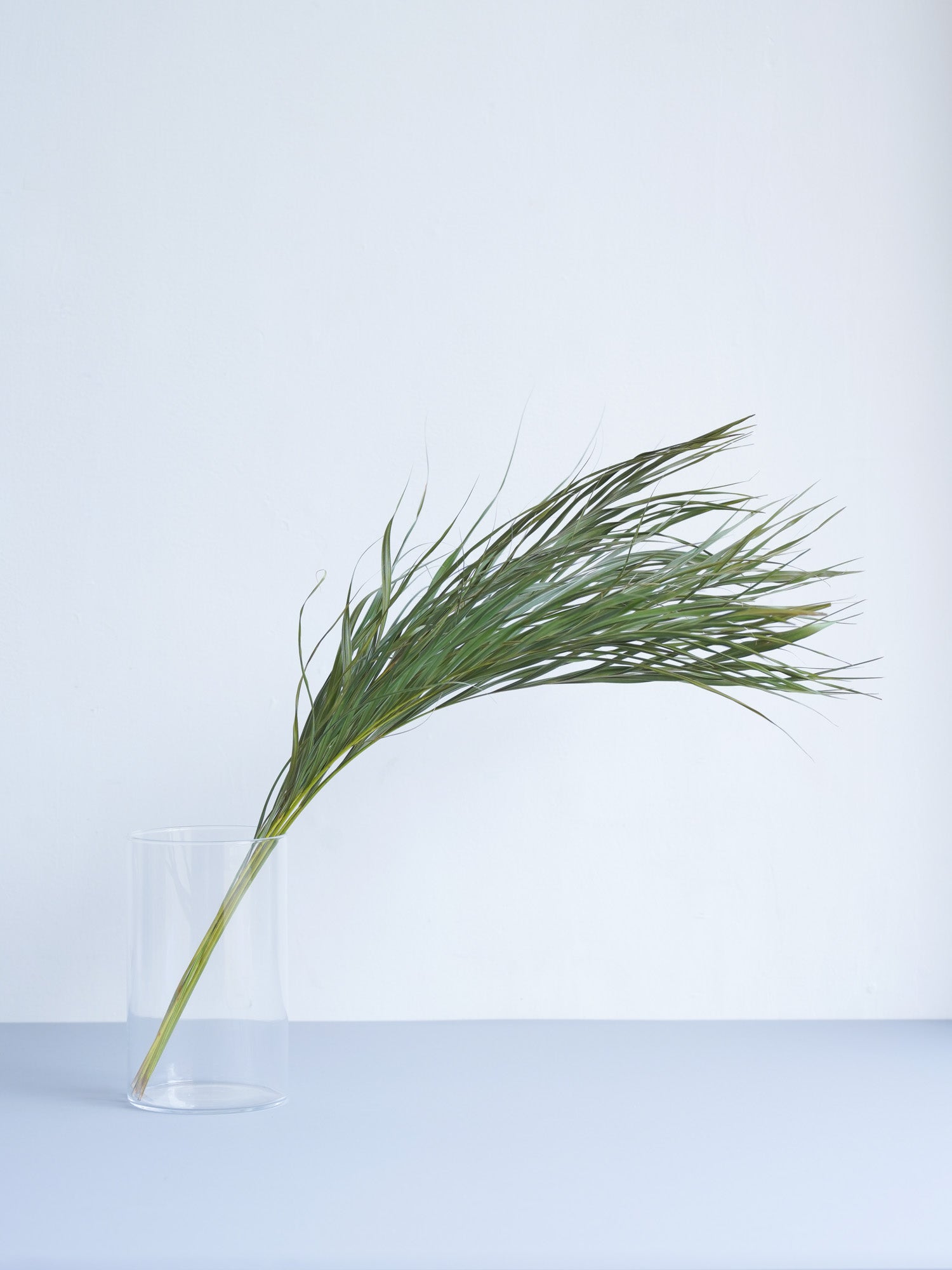 ドライ花材アレカヤシ