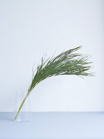 ドライ花材アレカヤシ