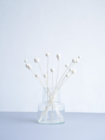 ドライ花材 クラスペディア ホワイト