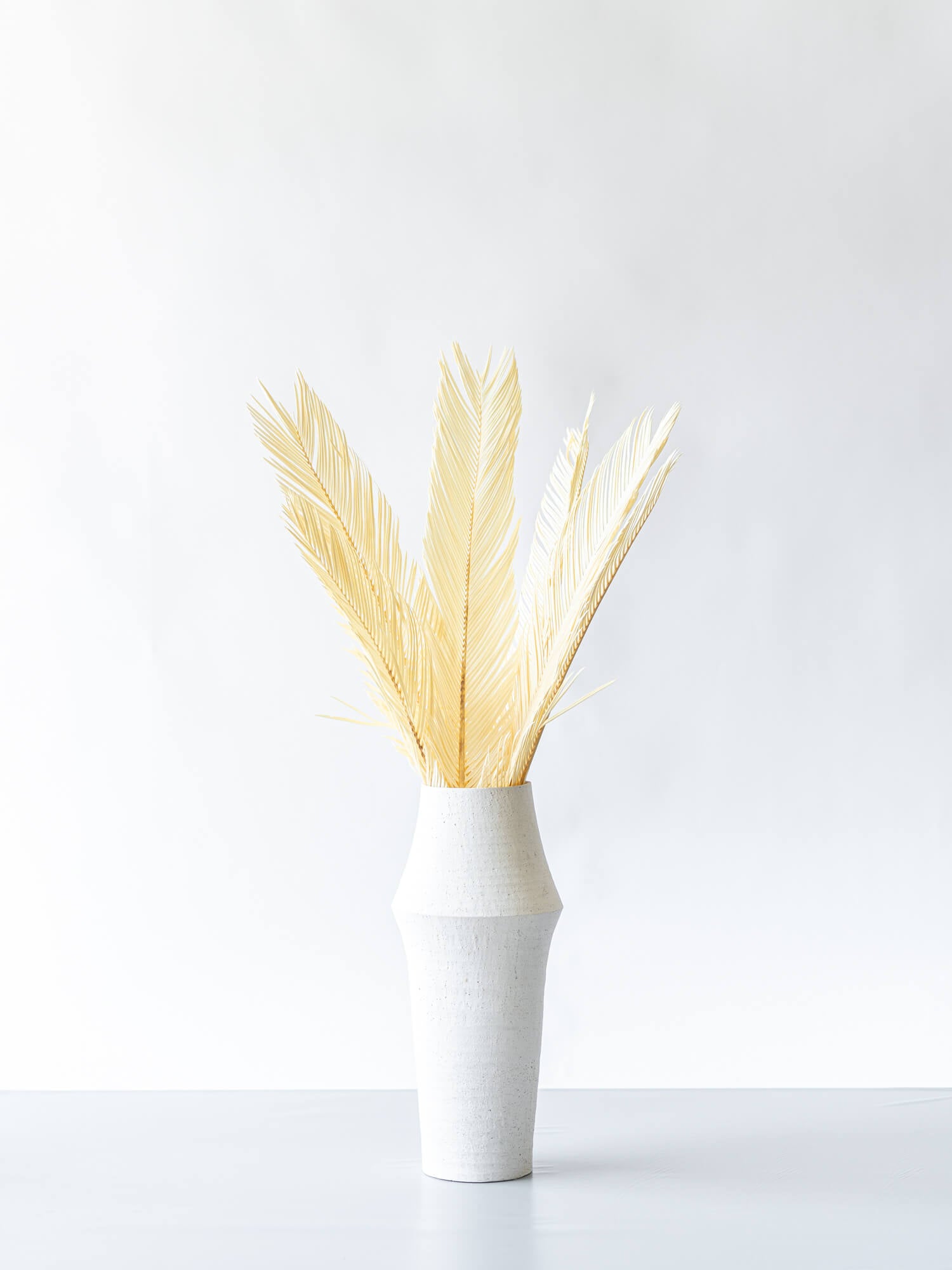 ドライ花材 ソテツ ホワイト