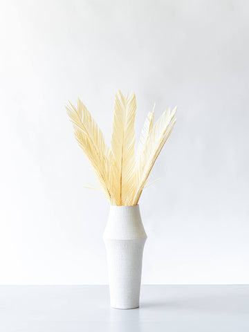 ドライ花材 ソテツ ホワイト