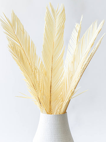 ドライ花材 ソテツ ホワイト