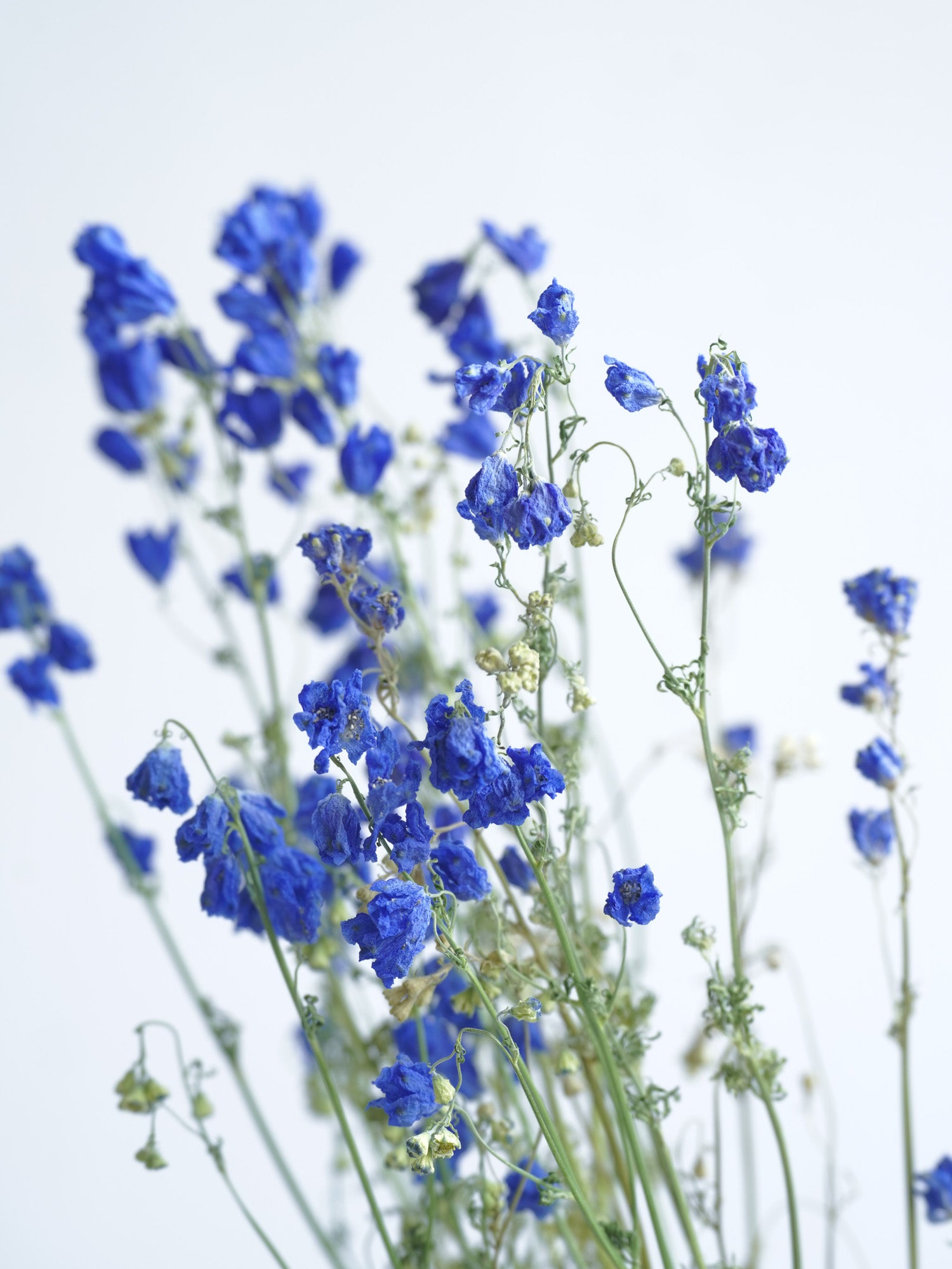 ドライ花材 デルフィニウム グランブルー