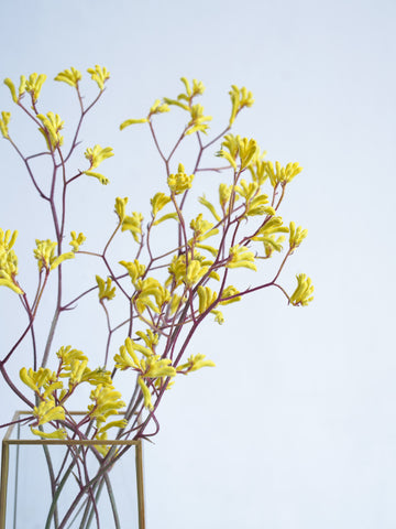 ドライ花材 カンガルーポー イエロー