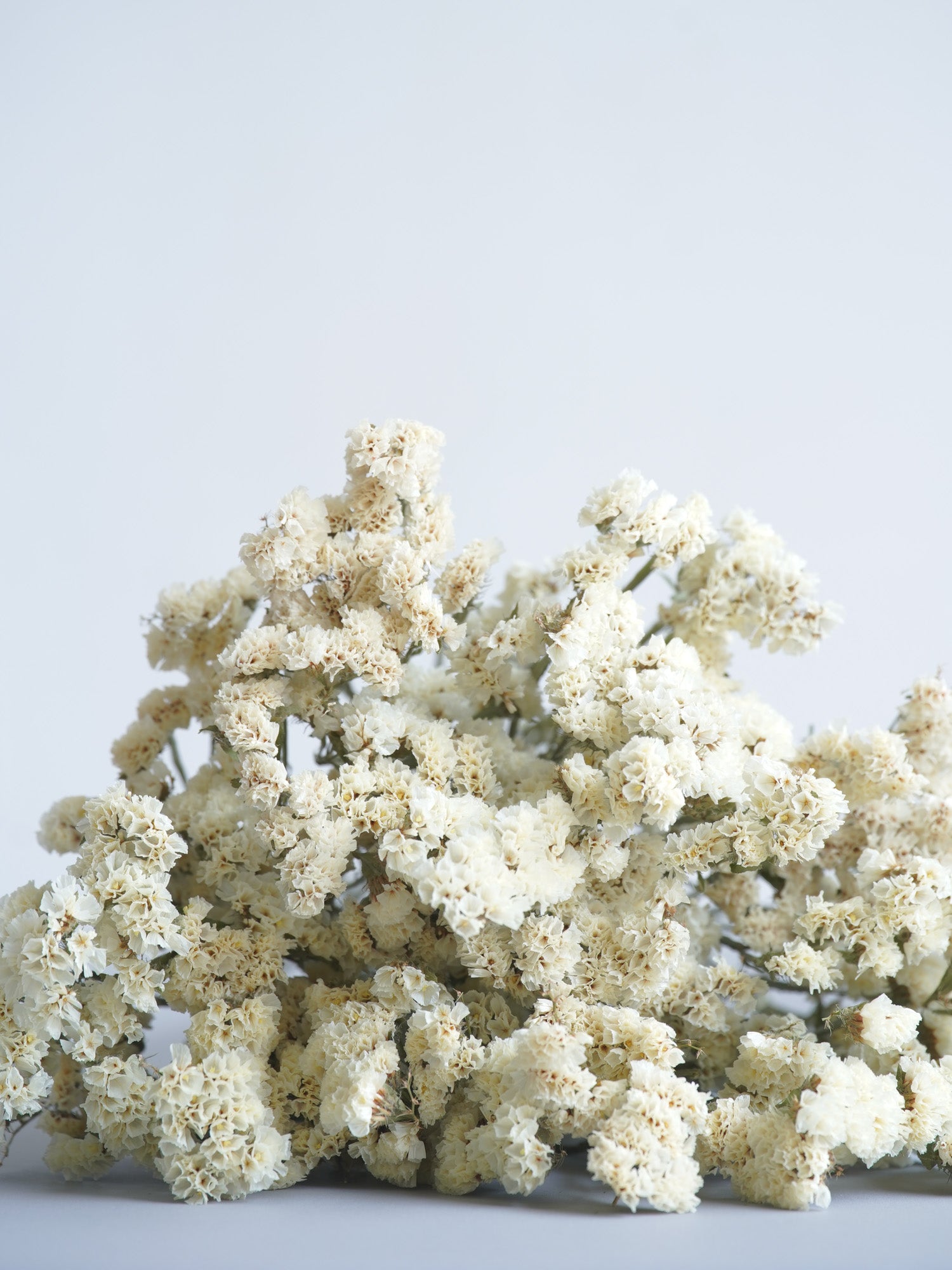 ドライ花材 スターチス ホワイト