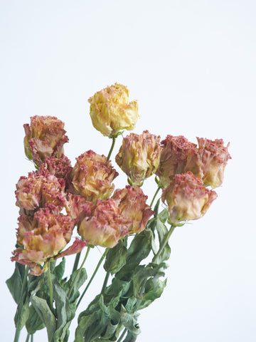 ドライ花材 トルコキキョウ アンティークピンク