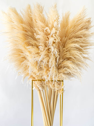ドライ花材 パンパスグラス