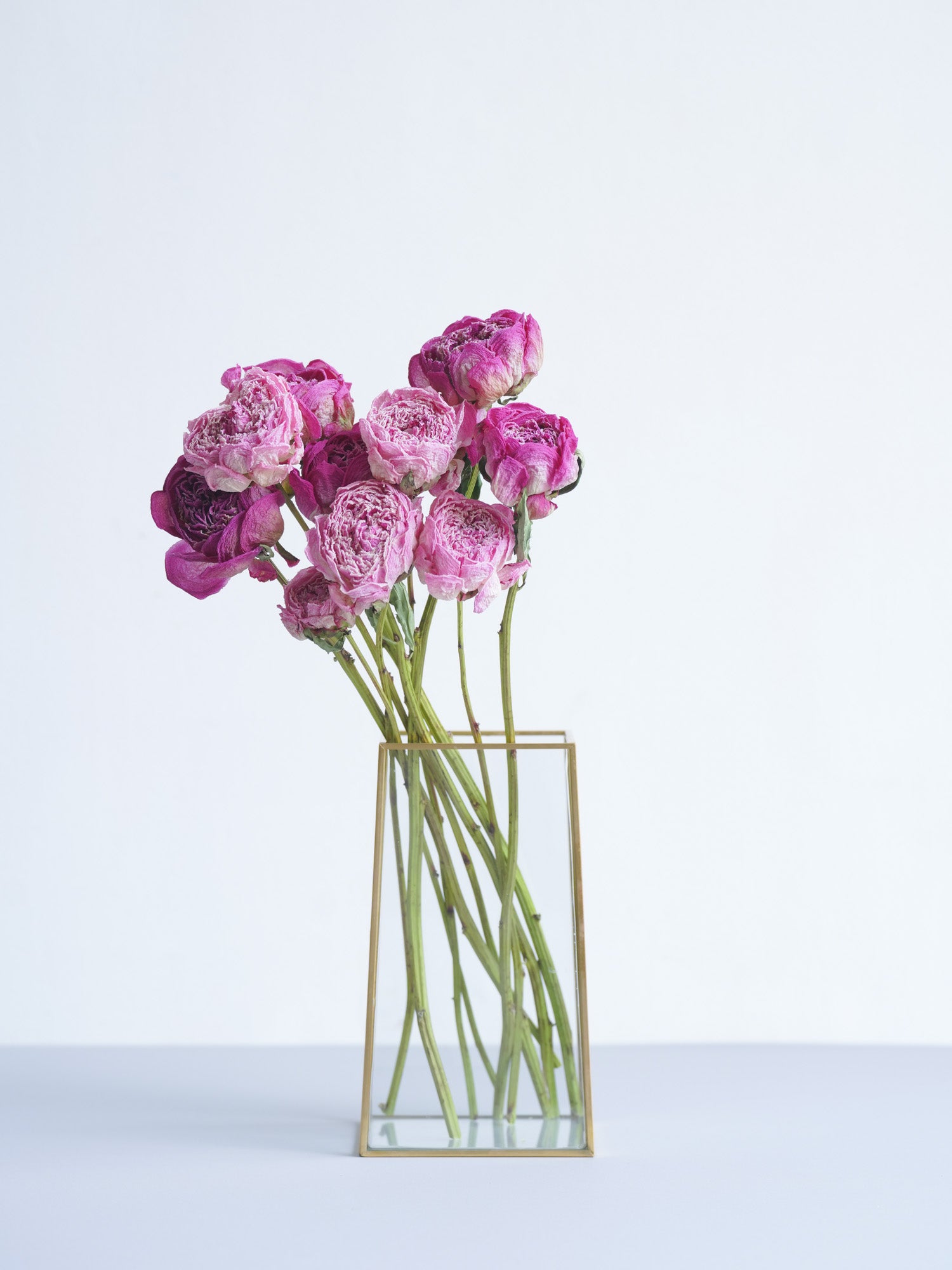 ドライ花材 芍薬（シャクヤク）