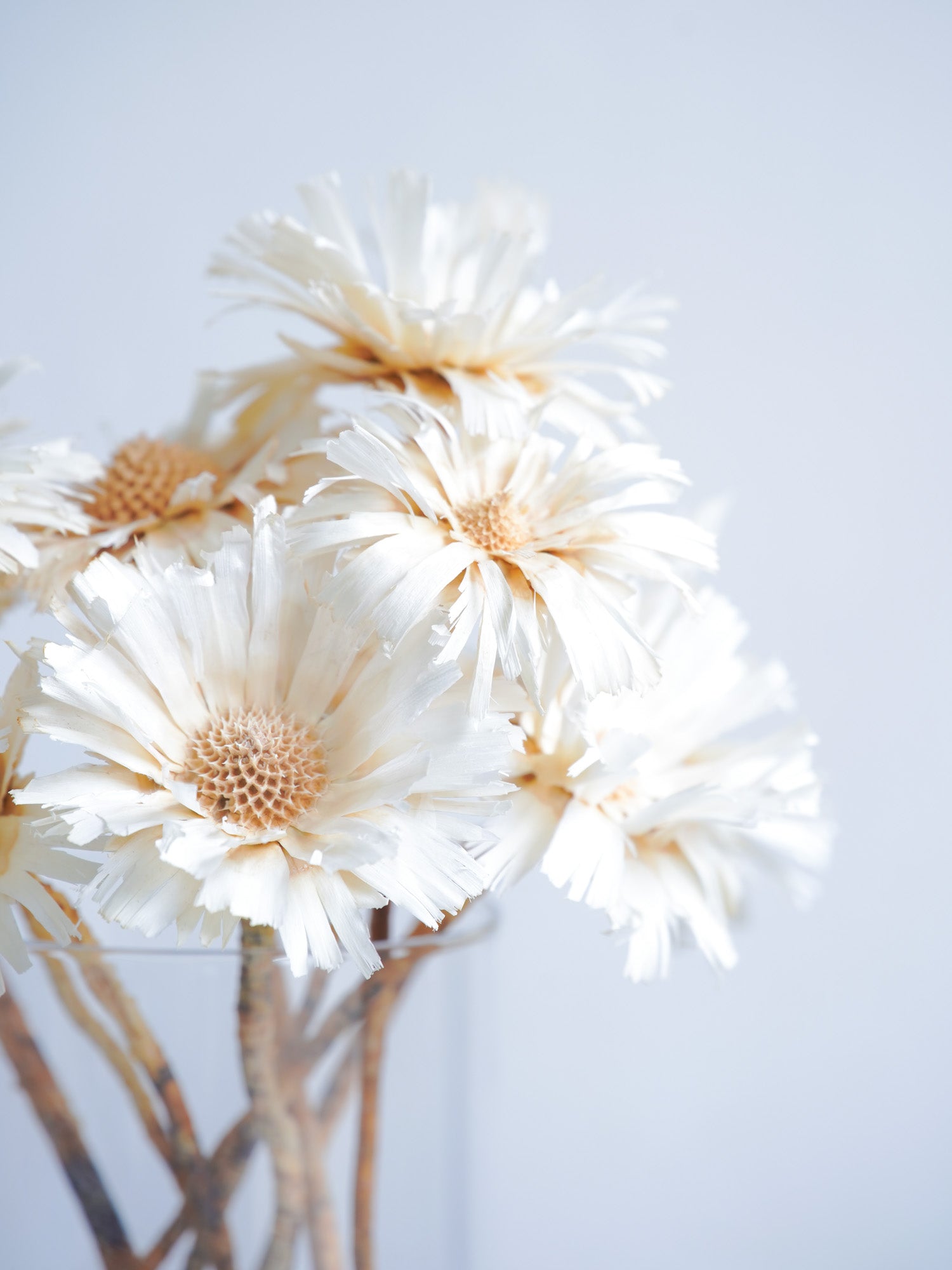 ドライ花材 リペンス ロゼッタ