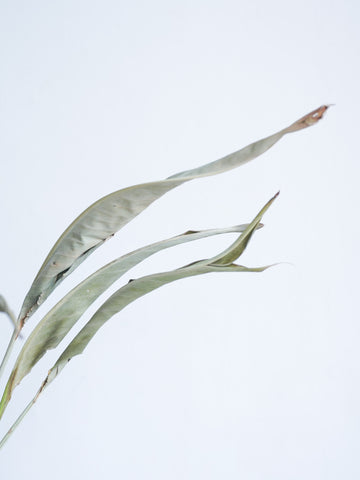 ドライ花材 ストレリチアリーフ グリーン