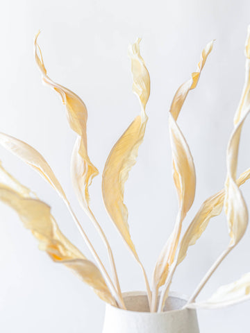 ドライ花材 ストレリチアリーフ ホワイト