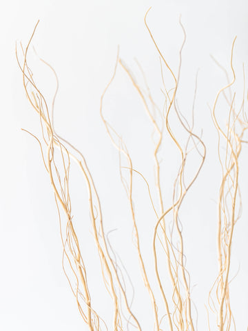 ドライ花材 うんりゅう柳 ホワイト