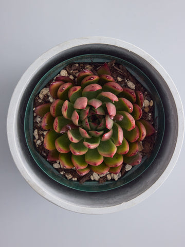 エケベリア・クリスマス Table-M