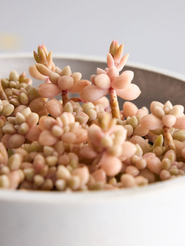 グラプトペタルム・姫秋麗 Table-M