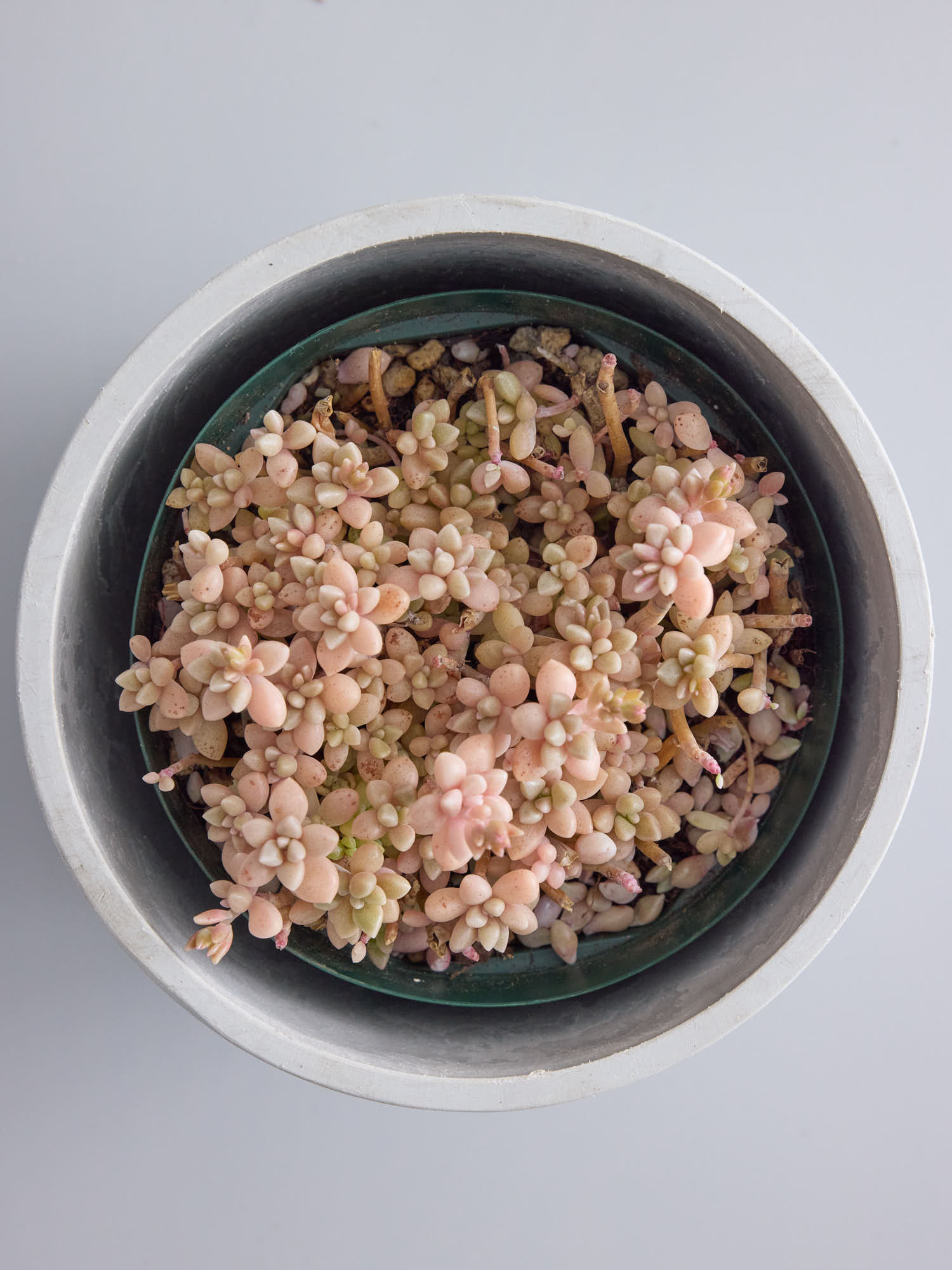 グラプトペタルム・姫秋麗 Table-M