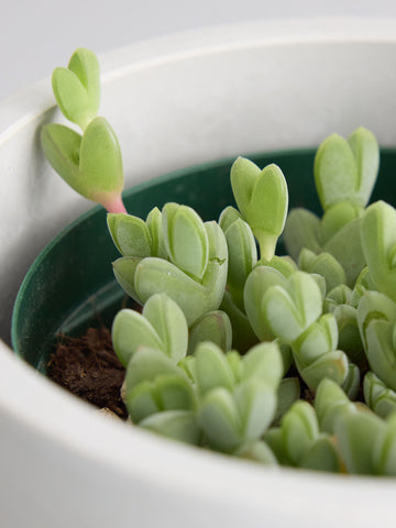 エキノス・碧魚蓮 Table-S