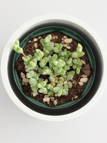 エキノス・碧魚蓮 Table-S