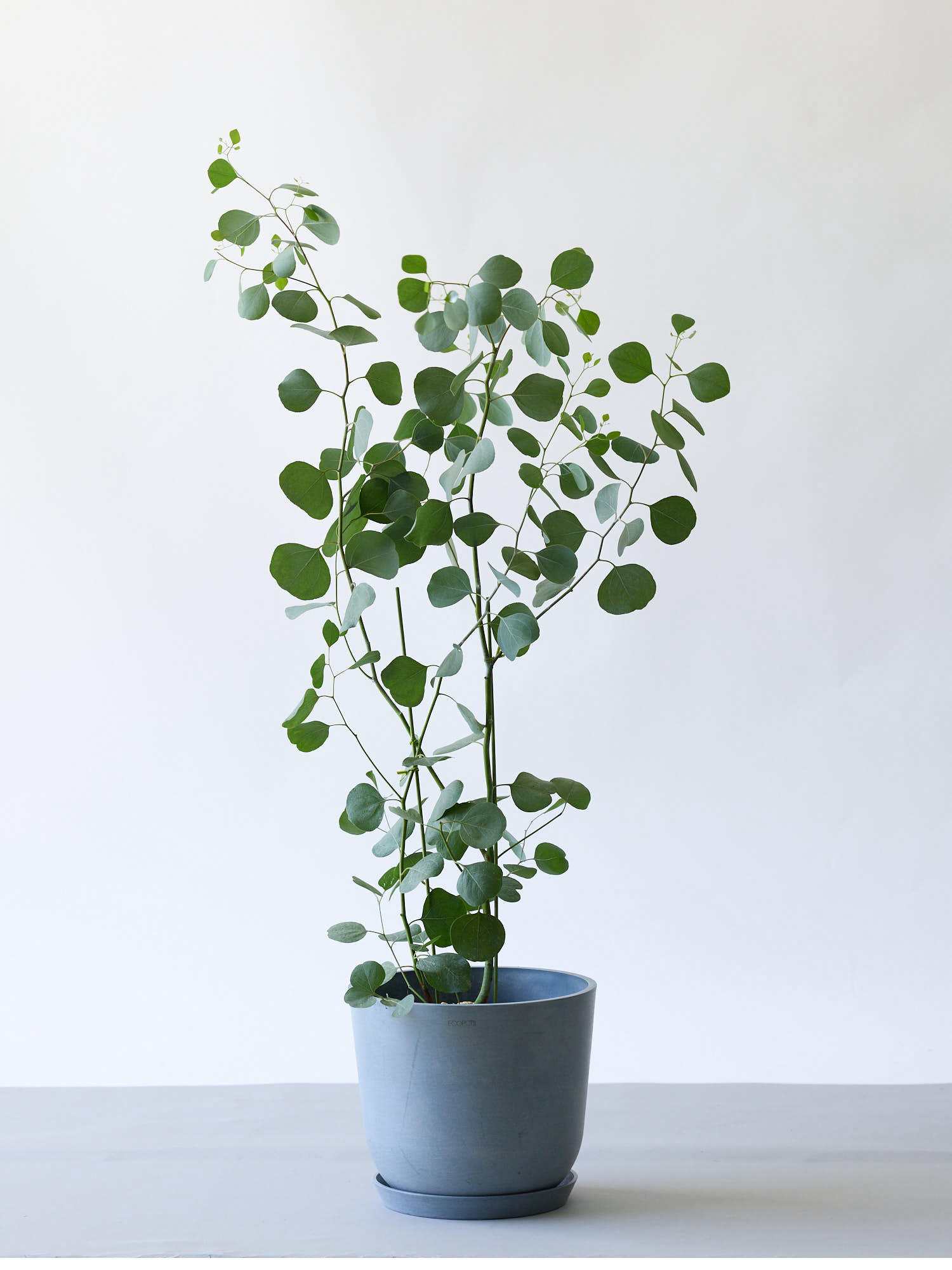 ユーカリ・ポポラス8号