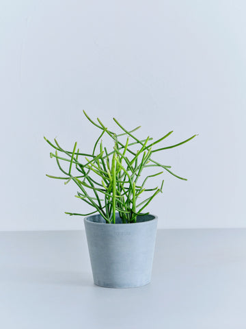 ミルクブッシュ Table-M