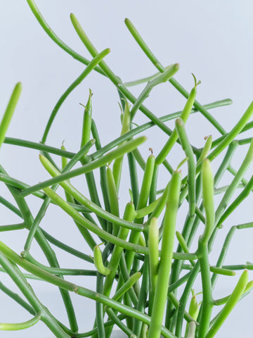 ミルクブッシュ Table-M